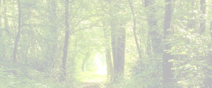 fond-foret